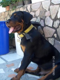 Rocky